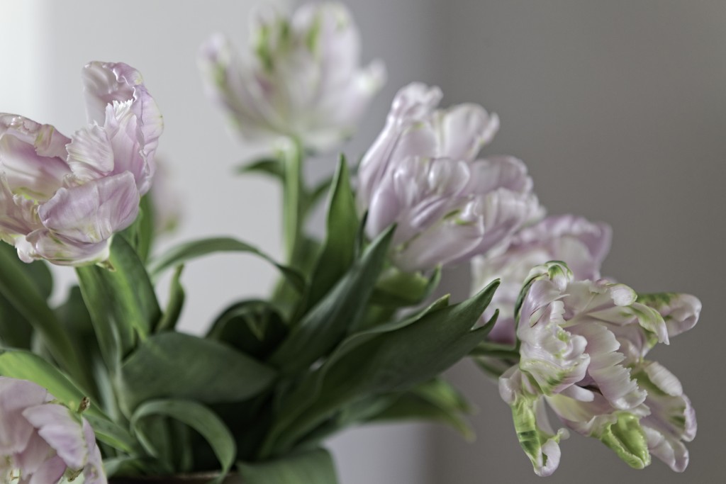 22_Tulips_2012_26cm
